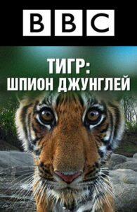 BBC: Тигр — Шпион Джунглей